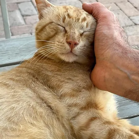 Residenze L'alberata Séjour à la campagne Collazzone